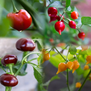 Rare Chili Peppers 100 Seeds Mix, Peppadew, Biquinho Red, Biquinho Yellow, Chocolate Cherry!